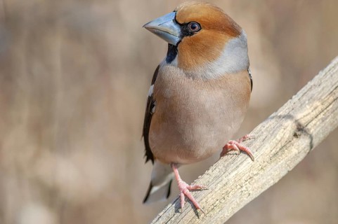 A small bird is sitting on a branch. The bird is brown and has a grey beak. Hawfinch