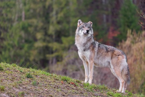 An adult male grey wolf (Canis lupus lupus) stands on a sloping meadow on a hill and observes the