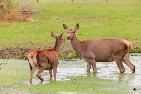 A red deer hind (Cervus elaphus) and her calf stand in a puddle in a meadow and show some social