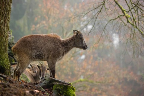 A female Himalayan Tahr (Hemitragus jemlahicus) stands in the forest on a foggy day