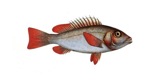 Fish, Pisces, Lutjanus erythropterus, the redfin, Rhe Red-fin, Historical, digitally restored