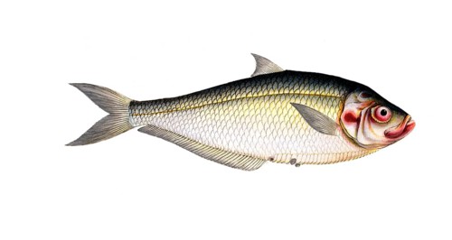 Fish, Fish, Fish genus Herring, Clupea africana, Ilisha africana, african herring, West African