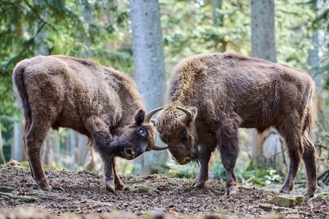 European bison (Bison bonasus) in a forest in spring, Bavarian Forest, Germany, Europe