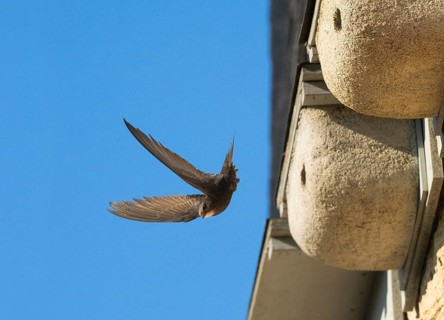 Common swift (Apus apus), adult bird in flight leaving its nest, which is one of a row of