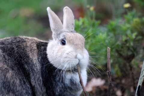 Domestic rabbit (Oryctolagus cuniculus forma domestica), portrait, twig, garden, Easter, cute, A