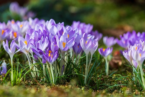 Crocuses (crocus) in bloom