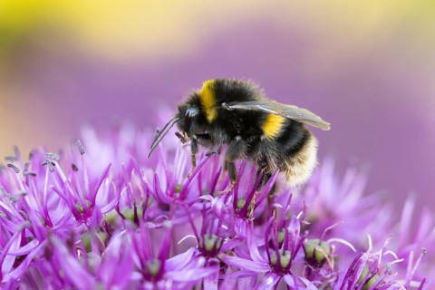 Buff tailed bumblebee (Bombus terrestris) adult bee feeding on a purple Allium flower in an urban