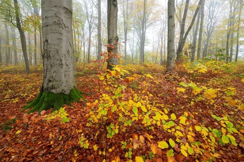 Near-natural deciduous forest in autumn with colourful leaves, copper beech (Fagus sylvatica), fog