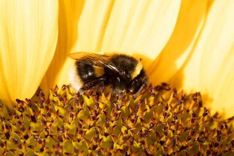 Buff tailed bumblebee (Bombus terrestris) adult bee feeding on a sunflower flower in an urban
