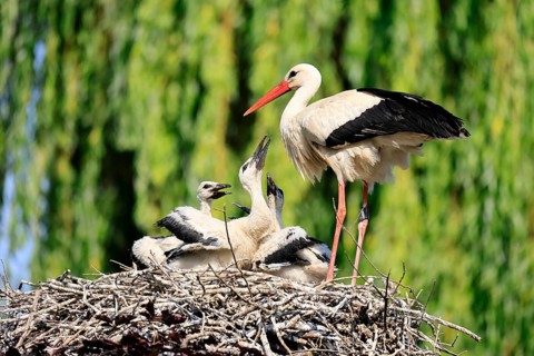 White stork (Ciconia ciconia), adult, juvenile, chick, nest, family, Heidelberg, Germany, Europe