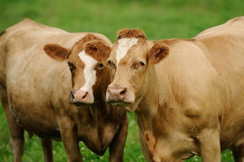Two brown cattle standing next to each other on a green meadow, cattle (Bos primigenius taurus),