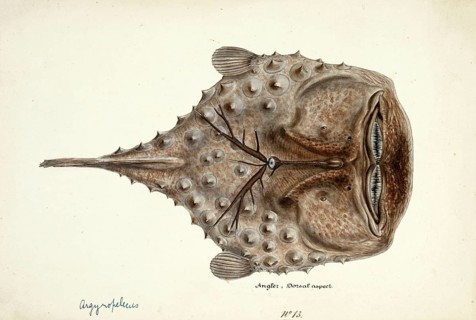Spiny anglerfish, Himantolophus appelii, The prickly anglerfish, fish, reproduction of an original,