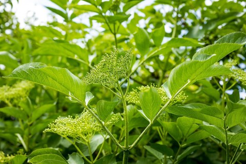 Branch with flower buds on the panicle, habit of Sambucus nigra (Sambucus nigra), Saxony, Germany,