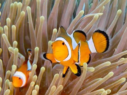 Ocellaris Clownfish (Amphiprion ocellaris) is in a vividly coloured sea anemone, dive site Twin