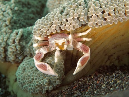 A porcelain crab, spotted porcelain crab (Neopetrolisthes maculatus), hiding in a sea anemone, dive