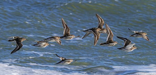 Flock of purple sandpipers (Calidris maritima) in non-breeding plumage flying over sea water along