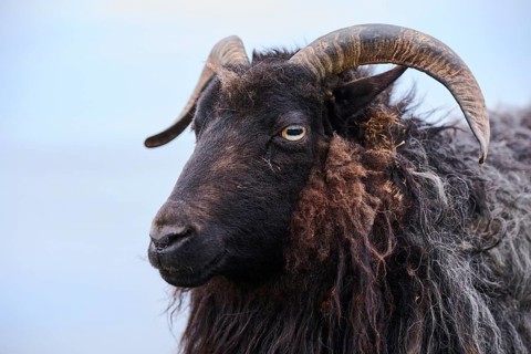 Domestic sheep (Ovis aries) 'Heidschnucke moorland sheep', portrait, Heligoland, Germany, Europe
