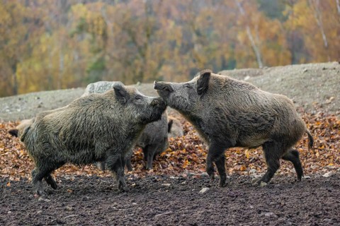 Two wild boar or wild pig (Sus scrofa) fight on an opening
