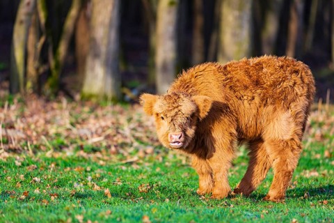 One Highland calf (Bos (primigenius) taurus) stands on a meadow. A forest in the background