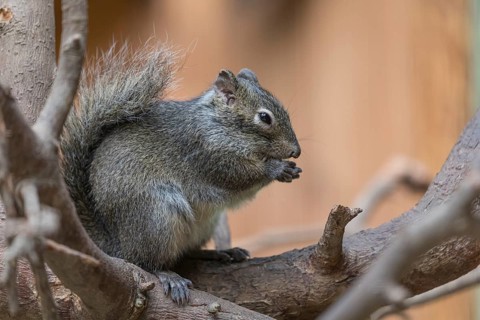 One Père David's rock squirrel (Sciurotamias davidianus), also known as the Chinese rock squirrel