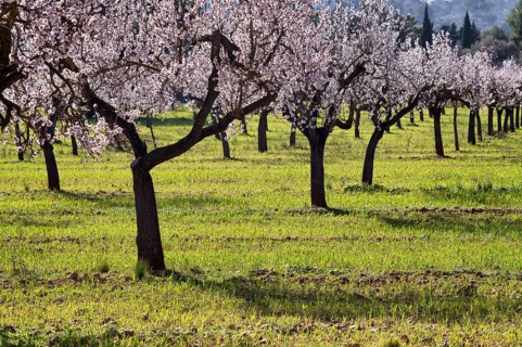 Almond blossom, almond trees, plantation, Bermuda buttercup (Oxalis pes-caprae), also known as low