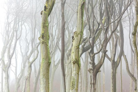 Beech trees in mist, shaped by strong winds, at Ghost Wood, Gespensterwald along the Baltic Sea