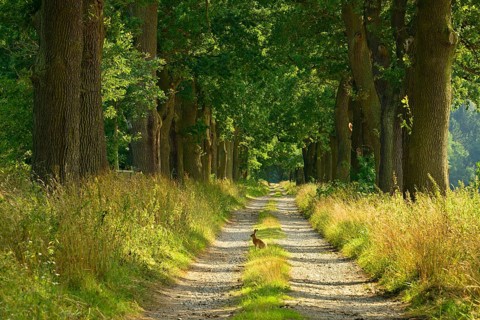 Oak avenue in the evening light, hare sitting on field path, Reinhardswald, Hesse, Germany, Europe