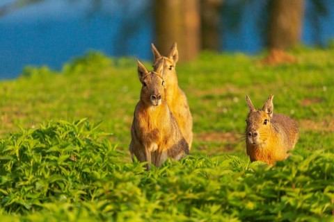 Three Patagonian maras (Dolichotis patagonum) stand on a meadow in early morning light