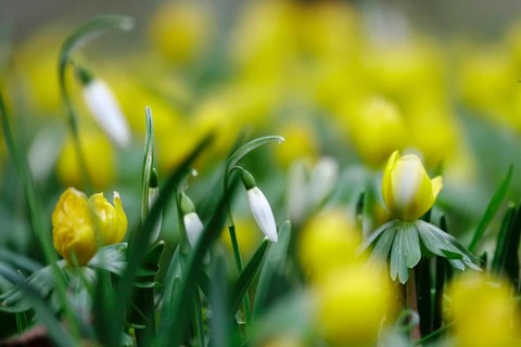 Snowdrops and winter aconites, Winter, Germany, Europe