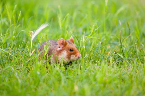 A European hamster (Cricetus cricetus), Eurasian hamster, black-bellied hamster or common hamster,
