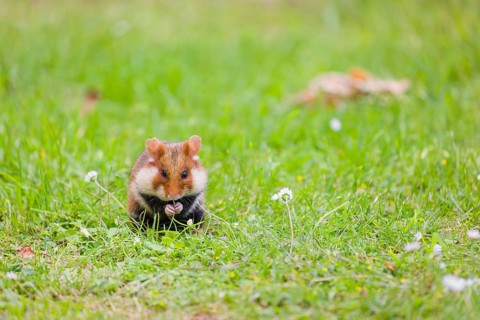 A European hamster (Cricetus cricetus), Eurasian hamster, black-bellied hamster or common hamster,