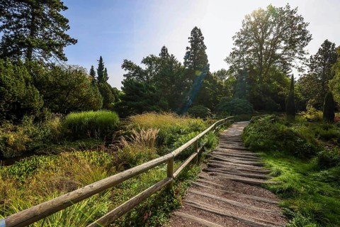 Essen, North Rhine-Westphalia, Germany - Path with wooden planks in the Heide Moor, a park in