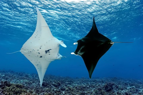 Two reef manta rays (Manta alfredi), circling each other, swimming over coral reef, Tuamotu
