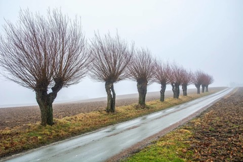 Willow trees (Salix) in foggy landscape in winter in Katslösa, Skurup Municipality, Skåne County,