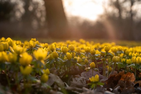 Winter aconites in spring with sunshine, from the ground in the forest, Germany, Europe