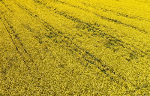 Aerial view of a rape field in summer, agricultural landscape, Innviertel, Upper Austria, Austria,