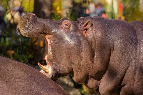 Two hippopotamus or hippo (Hippopotamus amphibius), standing on a river bank, one has its mouth