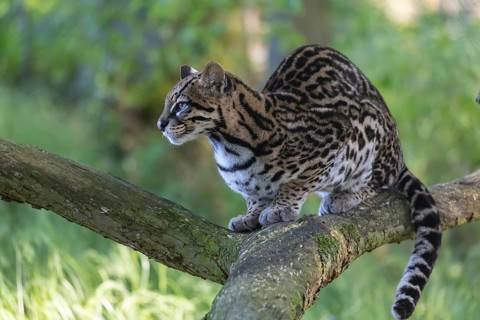 One Ozelot, Leopardus pardalis, resting on a fallen tree with green vegetation in the background