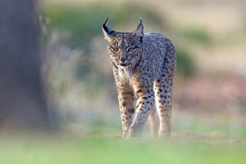 Lynx pardinus, Castilla-La Mancha, Spain, Europe