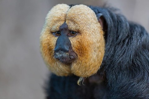 Portrait of a male white-faced saki (Pithecia pithecia)
