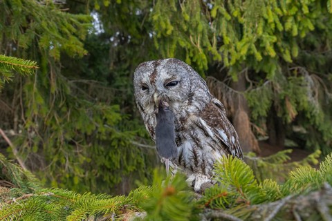 One tawny owl or brown owl (Strix aluco) sitting on a branch of a spruce tree, feeding on a mouse