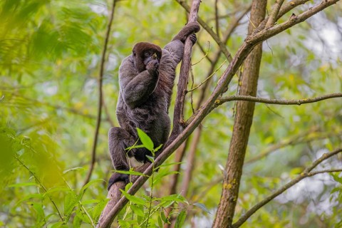 A common woolly monkey, brown woolly monkey, or Humboldt's woolly monkey (3) (Lagothrix