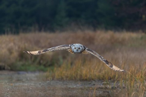 One Siberian Eagle Owl (Bubo bubo sibiricus) flying over tall reed grass lakeshore on an autumnal