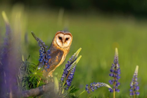 One barn owl (Tyto alba) sitting on a branch lying in a field of flowering lupines in late evening
