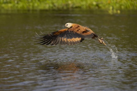 Fish hawk (Busarellus nigricollis), with fish, Pantanal, Brazil, South America