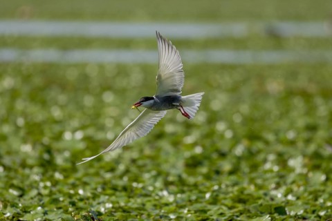 White-bearded Tern (Chlidonias hybrida), flying with nesting material, Danube Delta, Romania,