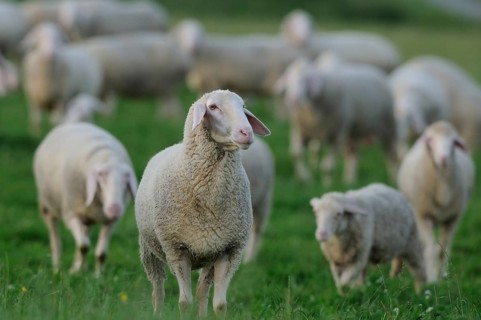 A flock of sheep standing close together in a green meadow, domestic sheep (Ovis orientalis aries),