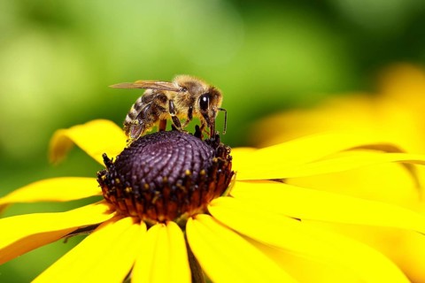 European honey bee (Apis mellifera), collecting nectar from a flower of the yellow coneflower