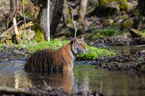 One young female Siberian Tiger, Panthera tigris altaica, walking thru a creek in a forest. Early