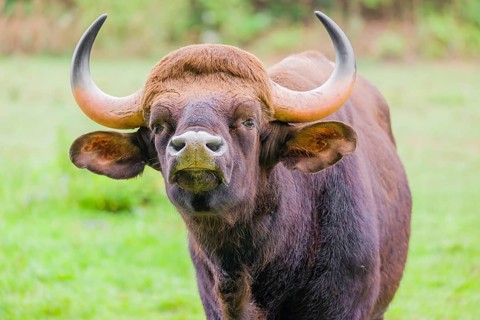 Portrait of a male Gaur (Bos gaurus gaurus) on a pasture